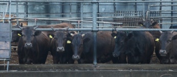  [ESC] 마블링 따위는 필요 없어!···제주 흑우 독특한 맛 