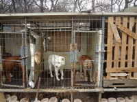  평창 온 미국 선수가 입양한 식용견, 무지개다리 건너다 