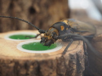  장수하늘소 미스터리 풀렸다…“중남미 종과 같은 핏줄” 