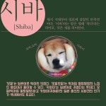  [카드뉴스] 시바, 내가 너에게 빠진 이유 