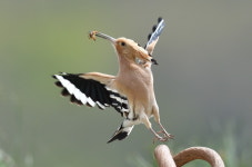  후투티 ‘추장’은 땅강아지를 좋아해 