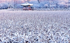  전주 덕진공원의 40년 사진 기록 