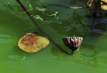  전주 덕진공원의 40년 사진 기록 
