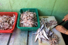  [ESC] 만한전석이 부럽지 않네…남도 바다가 전하는 맛  