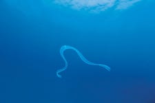  바닷속 하늘거리는 ‘비너스의 허리띠’, 띠빗해파리 