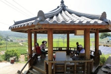  [ESC] 800살 볼음도 은행나무, ‘이산가족 상봉 신청이요~’  