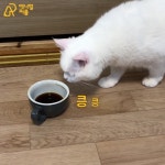  [영상] ‘우주대스타’ 고양이가 커피를 대하는 법  