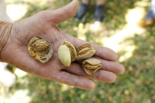  [ESC] 아몬드 소나기 쏟아지는 대지…복숭아 향 가득하네! 