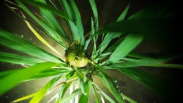  멸종 위기 수원청개구리, 5곳서 ‘지역 절종’ 사태 