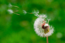 [오철우 기자의 과학읽기] “민들레 씨앗의 특별한 비행…공기 소용돌이 덕분”