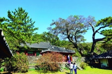  늦가을 제주 대정고을서 추사를 만나다 