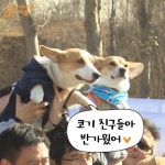  [영상] 짧다고 무시하지 말개~웰시코기 운동회 