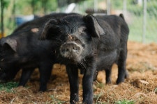  삼겹살은 되는데, 돼지 축사는 왜 안될까 