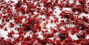  [포토에세이] 첫눈과 단풍잎 / 김경호 