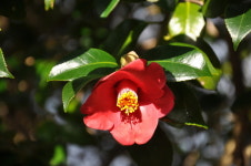  청초한 동백꽃…겨울에 더 푸른 마을 제주 선흘리 