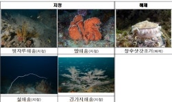  바다의 소나무 ‘해송류’ 4종 보호대상해양생물 추가 지정 