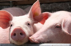  속임수 쓰는 돼지 봤어?…우리가 몰랐던 돼지의 인지능력 