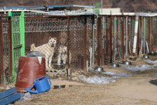  “동물들 잘 있나요?” 케어 사태 이후 동물단체 문의 ‘봇물’ 