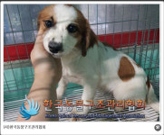  [영상+] ‘치사율 80%’ 바이러스 퍼진 보호소…개들은 ‘구조’ 받았나? 