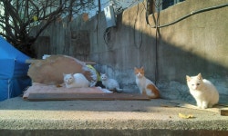  생명에게 야박하지 않기를…‘둥이’를 보내며 