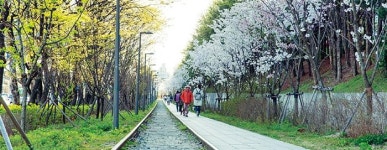  서울시, 걷기 좋은 봄 꽃길 160곳 선정 