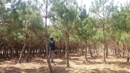  한 그루 100만원…충북 보은군 ‘정이품송’ 자목 장사 논란 