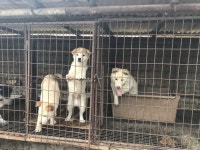 [르포] 철창에서, 목줄 묶인 채…불길에 휩쓸린 생명  