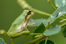  동면 앞둔 청개구리, 나무에 올라 이것 한다 