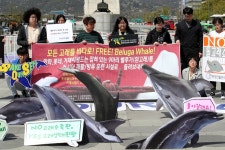  “벨루가는 고향으로 돌아가고 싶어요” 