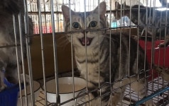  [영상] 배설물이 머리 위로…‘펫샵 고양이’가 태어나는 곳 