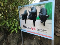  ‘흑돼지쇼’는 달리기 지옥이었다 