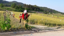  아련한 추억 ‘밀서리’ 하러 오세요 