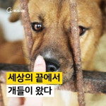  [카드뉴스] 세상의 끝에서 개들이 왔다 