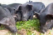  ‘돼지 풀 뜯는 소리’ 들어보셨어요? 