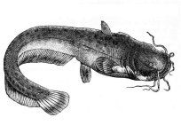   ‘메기 효과 근거 없다…포식자 공포가 사망률 늘려 