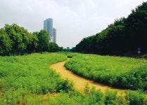  강남구, 양재천 산책길 1.1㎞ 꽃길 조성 