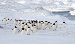  ‘걱정’과 ‘죄책감’으로 담아낸 펭귄의 일상 