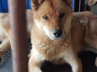  누렁이 비명 없는 ‘칠성시장의 봄’이 오기를... 