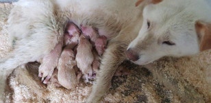  도살 직전 구조된 개, 20일 만에 엄마 됐다 