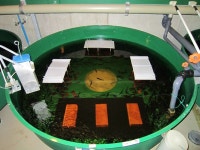  양식장 송어도 ‘잘 놀아야’ 병에 안 걸린다 