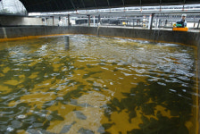  양식장 송어도 ‘잘 놀아야’ 병에 안 걸린다 