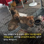  [카드뉴스] 모란시장 강아지들은 어디서 올까 