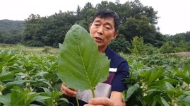 [ESC ESC’s Pick!-성호육묘장·독립운동가 웹툰·재벌집 막내아들