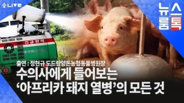 [뉴스룸톡] 수의사가 알려주는 아프리카돼지열병의 모든 것