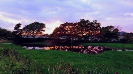 “700년 마을 터줏대감 고목이 죽어가요”…보호수 관리 허점