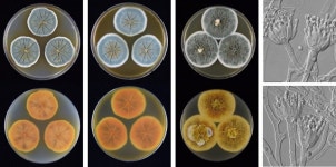 [환경뉴스] 서·남해 갯벌서 푸른곰팡이 96종 발견