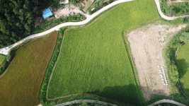 세계 최고 볍씨 고향서 토종쌀 축제