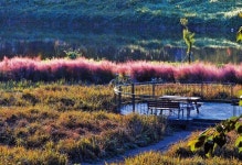 꽃보다 아름다운 단풍에 마지막 가을 더 빛나다