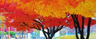 꽃보다 아름다운 단풍에 마지막 가을 더 빛나다