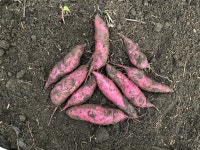 농부 되기, 집사보다 힘드네